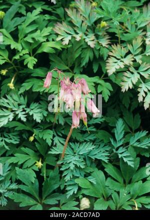 Fringed bleeding heart flowers (Dicentra eximea 'Stuart Boothman') flowers and foliage. Photographed at the MSU Display Garden, Michigan, USA. Stock Photo