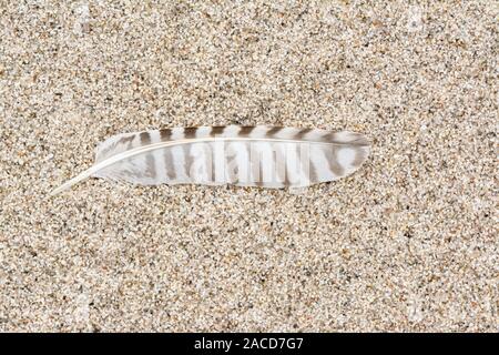 A juvenile gull feather on a sandy beach Stock Photo