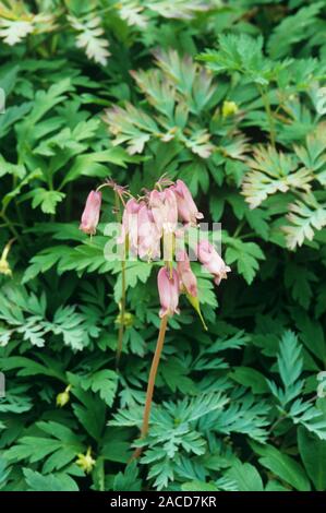 Western bleeding heart flowers (Dicentra formosa 'Stuart Boothman'). Stock Photo