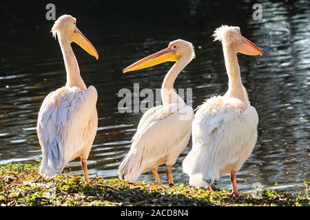 London, UK. 02nd Dec, 2019. St james’s three resident Pelicans Isla, Tiffany and Gargi enjoy the clear crisp Autumnal weather on the banks of the lake at St James’s Park, central London today. 02nd December 2019 Credit: Jeff Gilbert/Alamy Live News Stock Photo