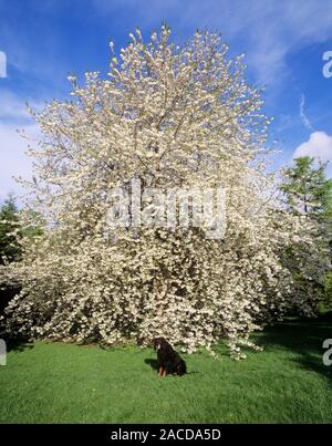 Cherry blossom tree (Prunus sp.) in bloom. The cherry blossom tree flowers for just a few days each spring. In Japan, where it is known as Sakura, tha Stock Photo