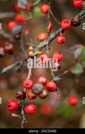 Winter berries of the cotoneaster Stock Photo