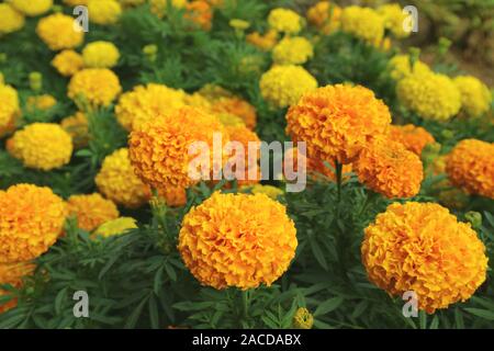 Vibrant Orange and Yellow Blooming Marigold Flowers Field Stock Photo