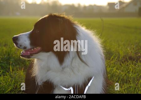 Silhouette of a dog on the field. Border Collie in the meadow against the rays of the setting sun. Stock Photo