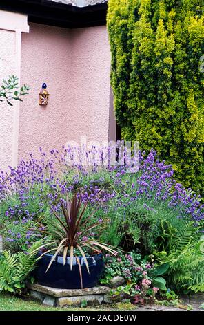 Garden plants. Lavender (Lavandula 'Hidcote', centre) and Irish yew (Taxus baccata, top right) with a blue bowl planted with cabbage palm (Cordyline a Stock Photo