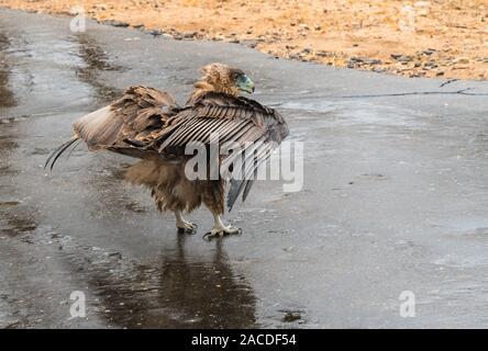 Immature Bateleur eagle (Terathopius ecaudatus) stands in the rain on a wet road in Kruger national park, South Africa with its wings and beak open Stock Photo