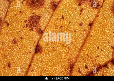 autumn leaf orange colored with brown spots Stock Photo