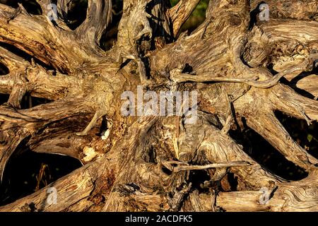 Tree uprooted from the storm with exposed roots Stock Photo