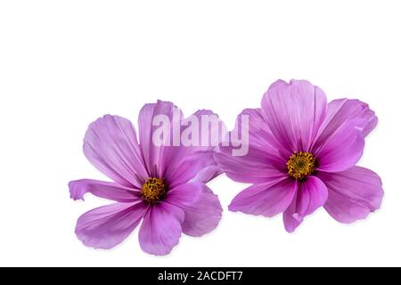 two blossoms of a windfloer or thimbleweed latin name Anemone hupehensis Stock Photo