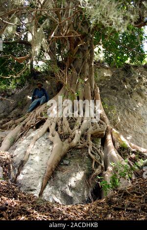 Stilt roots. Man sitting on the stilt roots of a Ficus andicola tree in a tropical cloudforest (a forest that grows at high altitudes). Stilt roots gr Stock Photo