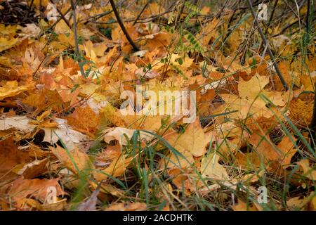 Yellow and green maple leaves background. Autumn leaves on the sun. City autumn park. September, October, November.