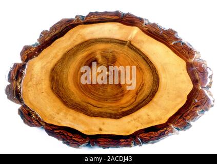 Walnut tree trunk. Cross-section of the trunk of a walnut tree (Juglans regia), showing its different rings. On the outside is the cork, which exhibit Stock Photo