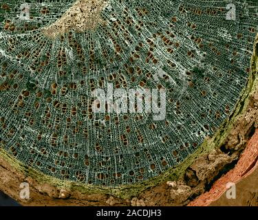 Silver birch twig. Coloured scanning electron micrograph (SEM) of a section through a silver birch (Betula pendula) twig. At the centre of the twig (t Stock Photo