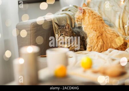 two cats lying on sofa at home Stock Photo