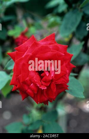 Rose flower (Rosa 'Ruby Wedding'). Stock Photo