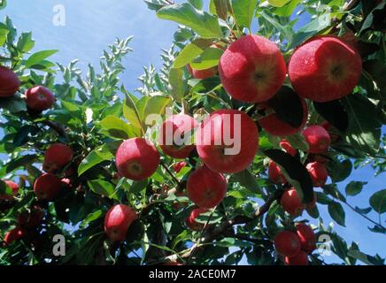 Apples. Red apples (Malus sp.) growing on the branches of their tree. Various varieties of apples are grown for their fruit in temperate regions. Phot Stock Photo