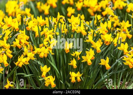 Cyclamineus Daffodil 'Jetfire' Narcissus yellow daffodils clump in spring garden lawn flowers Stock Photo