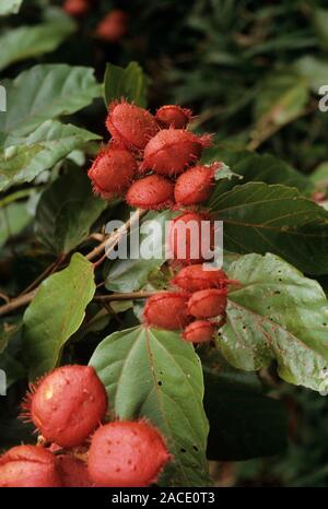 Achiote fruits (Bixa orellana) on a tree in May. Photographed at Sacha Lodge, River Napo, Ecuador. Stock Photo
