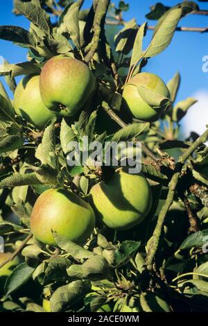 Apples (Malus sp.) growing on their tree. Stock Photo