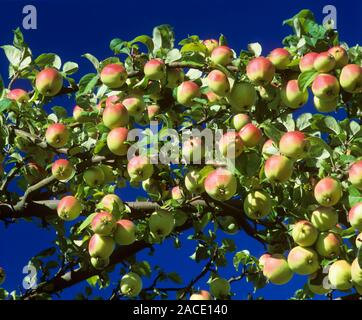 Apples (Malus sp.) growing on their tree. Stock Photo