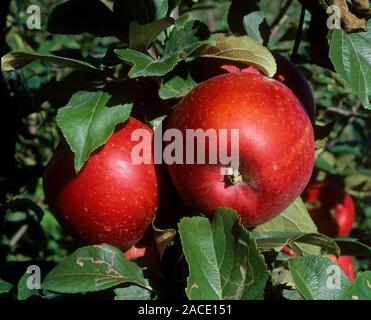 Apples (Malus 'Karin Schneider') growing on their branches. Stock Photo