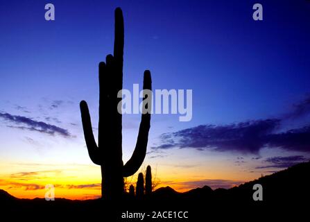 Saguaro kaktus wste usa hi-res stock photography and images - Alamy