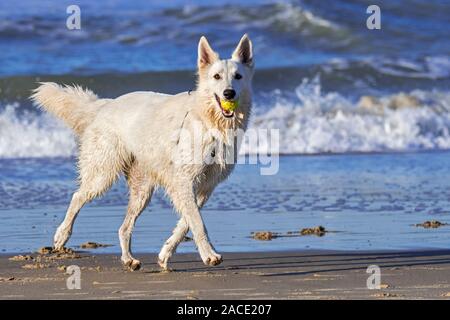 Unleashed Berger Blanc Suisse / White Swiss Shepherd, white form of German Shepherd dog running with tennis ball in mouth on the beach Stock Photo