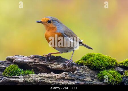 European robin (Erithacus rubecula) perched on tree stump in forest Stock Photo