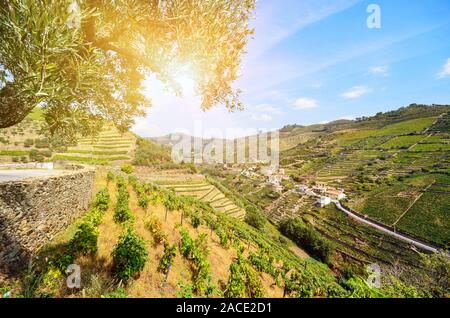 Vineyards with red wine grapes for Port wine production in winery near Douro valley and Duero river, Peso da Regua, Porto Portugal Stock Photo