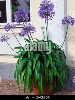 African Lily. (Agapanthus subsp. praecox 'Lilja') A terracotta pot full of agapanthus flowers in full bloom Stock Photo