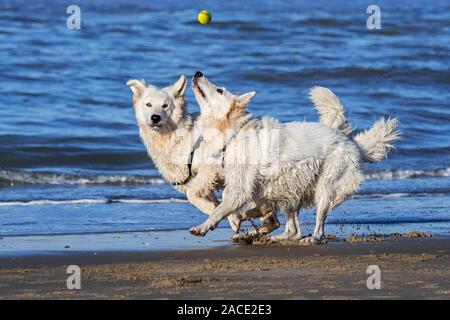 Two unleashed Berger Blanc Suisse dogs / White Swiss Shepherds, white form of German Shepherd dog playing fetch with tennis ball on the beach Stock Photo