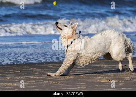 Unleashed Berger Blanc Suisse / White Swiss Shepherd, white form of German Shepherd dog playing fetch with tennis ball on the beach Stock Photo