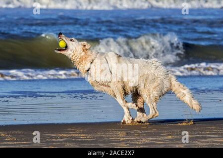 Unleashed Berger Blanc Suisse / White Swiss Shepherd, white form of German Shepherd dog playing fetch with tennis ball on the beach Stock Photo
