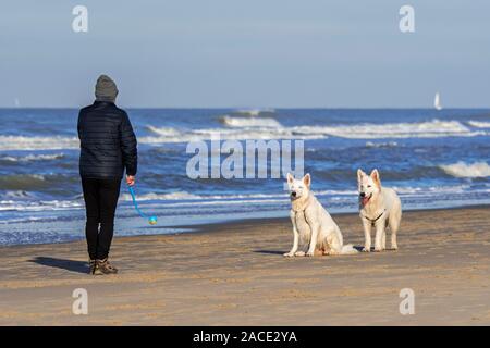 Dog owner with tennis ball launcher playing fetch on the beach with two unleashed Berger Blanc Suisse dogs / White Swiss Shepherds Stock Photo