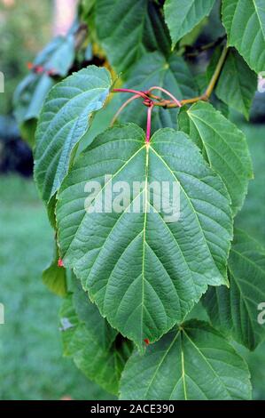 Moosewood. (Acer pennsylvanicum) Close up of pendent foliage Stock Photo