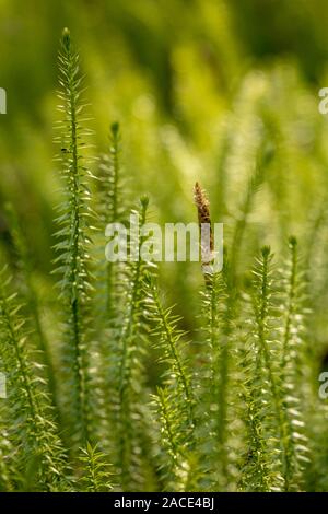 Stiff clubmoss or Interrupted club-moss - Lycopodium annotinum - in the forest Stock Photo