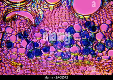Cucumber vascular bundle. Light micrograph of a cross section through a cucumber stem (Cucumis sativus). The vascular system is made up of xylem (larg Stock Photo