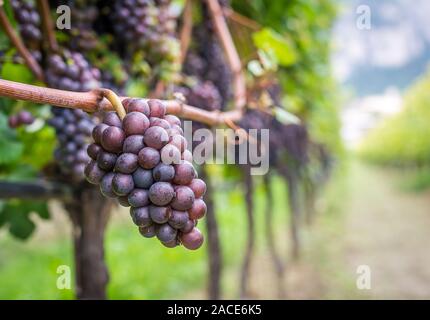 Pinot gris (Pinot Grigio) Grape Variety at Wine Route near Merano,South Tirol,Trentino,Italy. view at grapevines from the inside of a vineyard. Stock Photo