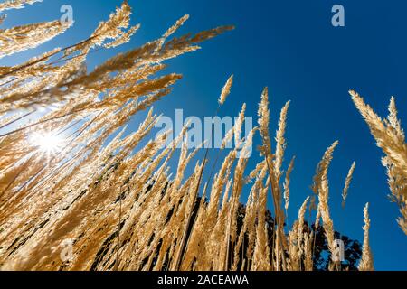 Low angle shot of grass against clear sky Stock Photo