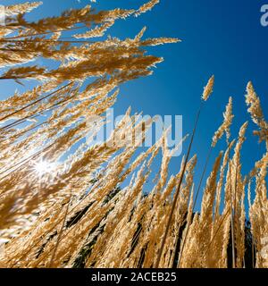Low angle shot of grass against clear sky Stock Photo