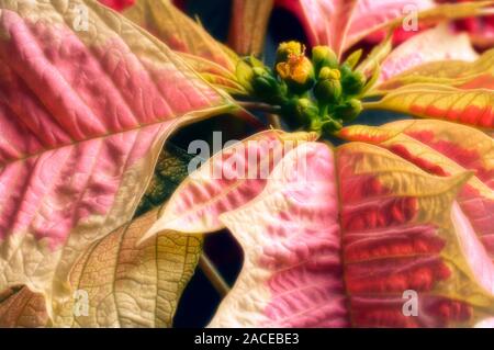 Poinsettia flowers (Euphorbia pulcherrima). These inconspicuous flowers (top right) are at the centre of a cluster of modified leaves (bracts). This s Stock Photo