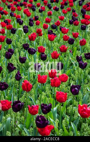 Red and purple tulips in field in Amsterdam, Netherlands Stock Photo