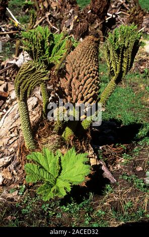 Gunnera (Gunnera maticata) young plant with flower spike. Stock Photo