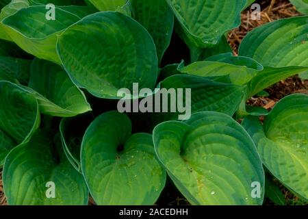 Hosta GOLD STANDARD. Plantain Lily close up of foliage June Summer. Stock Photo