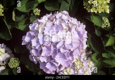 Hydrangea flowers (Hydrangea macrophylla 'Amethyst'). Stock Photo