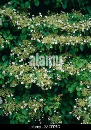 Climbing hydrangea (Hydrangea anomala ssp. petiolaris). Stock Photo