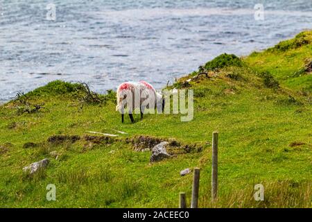 Scottish blackface sheep painted with red paint grazing quietly in the countryside of the Irish coast, sunny spring day in Ireland Stock Photo