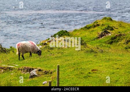 One Scottish blackface sheep painted with red and blue paint grazing quietly in the countryside of the Irish coast, sunny spring day in Ireland Stock Photo