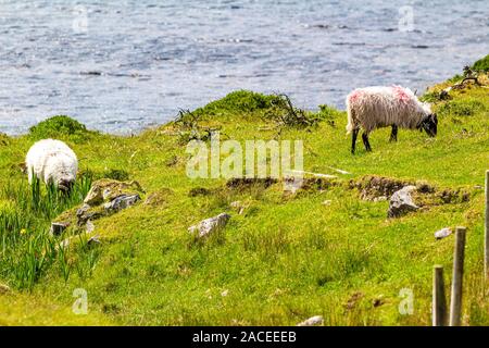 Two Scottish blackface sheep painted with red paint grazing quietly in the countryside of the Irish coast, sunny spring day in Ireland Stock Photo
