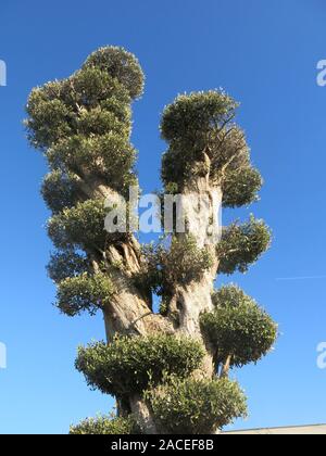 A very ancient gnarled olive tree with its foliage cloud pruned in horizontal layers against a bright blue sky. Stock Photo